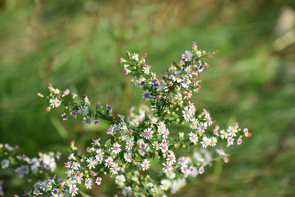 Calico aster | Symphyotrichum lateriflorum