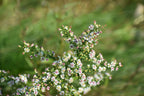 Calico aster | Symphyotrichum lateriflorum