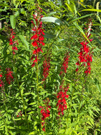 Cardinal flower | Lobelia cardinalis