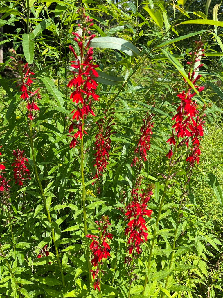 Cardinal flower | Lobelia cardinalis