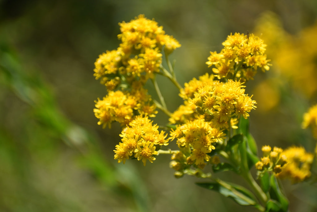 Stiff goldenrod | Oligoneuron rigidum