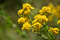 Stiff goldenrod | Oligoneuron rigidum