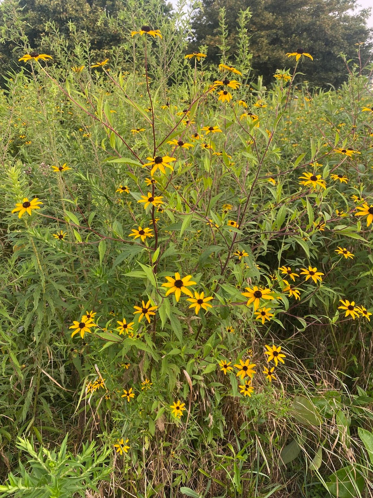 Brown-eyed Susan | Rudbeckia triloba
