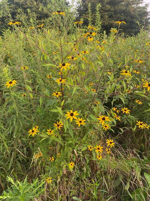 Brown-eyed Susan | Rudbeckia triloba