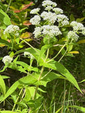 Common boneset | Eupatorium perfoliatum