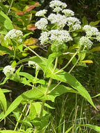 Common boneset | Eupatorium perfoliatum