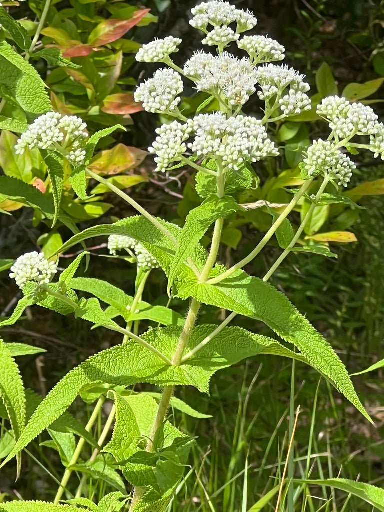 Common boneset | Eupatorium perfoliatum