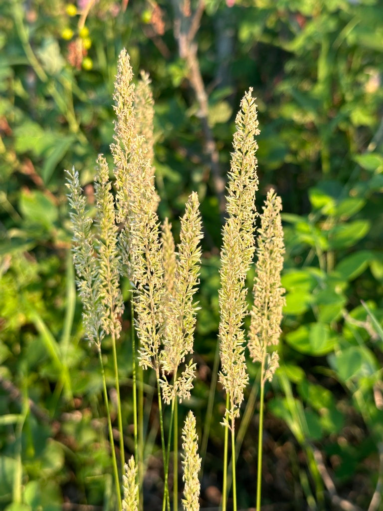 Junegrass | Koeleria macrantha