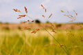 Switchgrass | Panicum virgatum