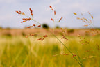 Switchgrass | Panicum virgatum