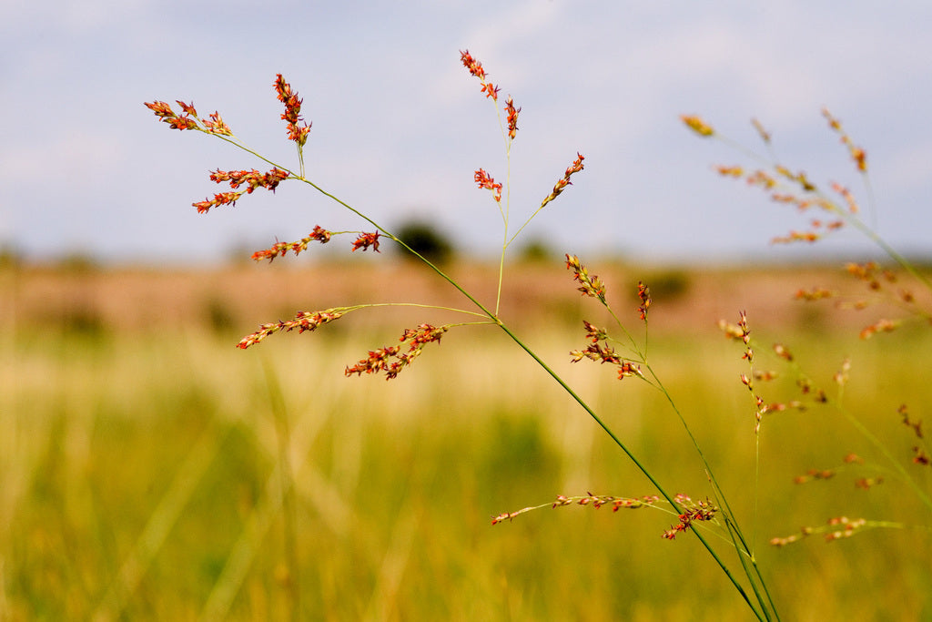 Switchgrass | Panicum virgatum