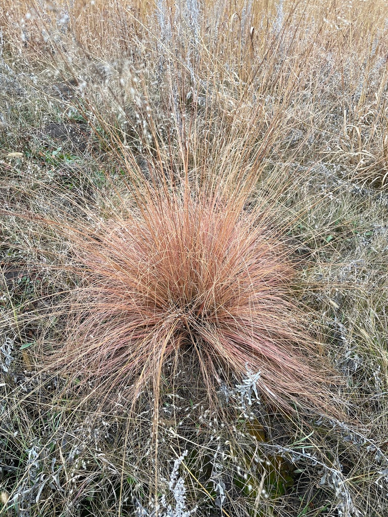 Prairie dropseed | Sporobolus heterolepis
