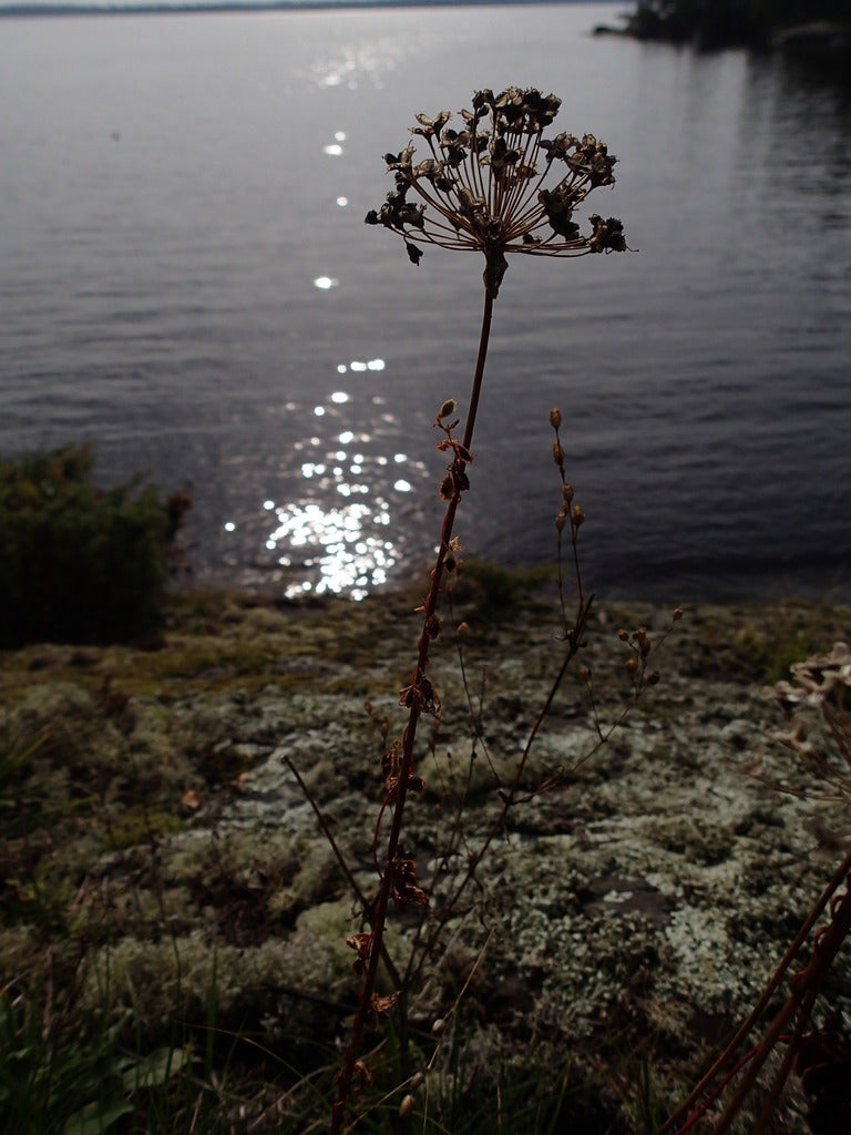 Prairie onion | Allium stellatum