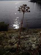 Prairie onion | Allium stellatum