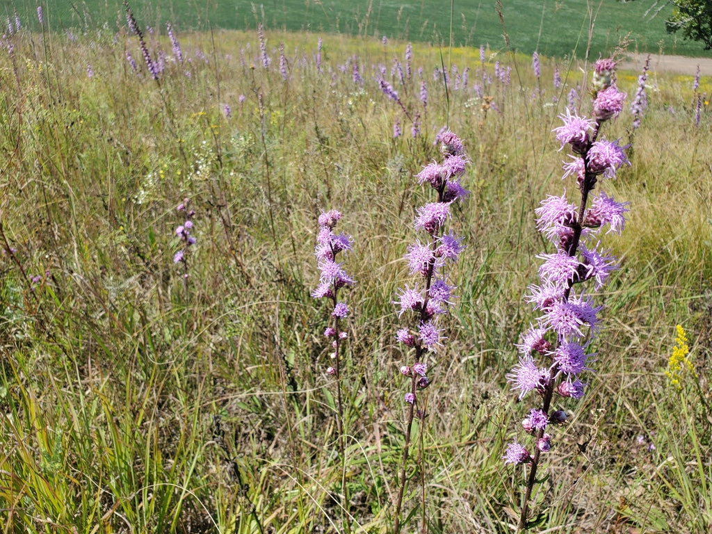 Rough blazing star | Liatris aspera