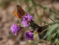 Meadow blazing star | Liatris ligulistylis