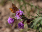 Meadow blazing star | Liatris ligulistylis