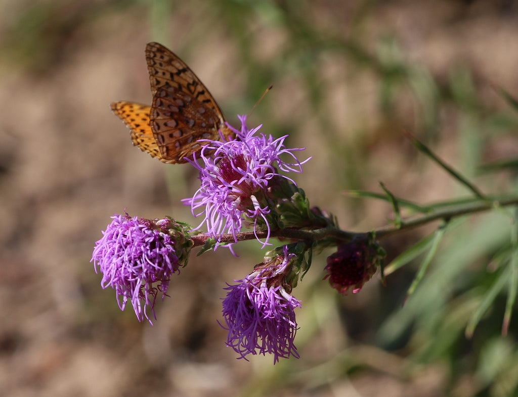 Meadow blazing star | Liatris ligulistylis
