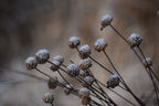 Wild bergamot | Monarda fistulosa