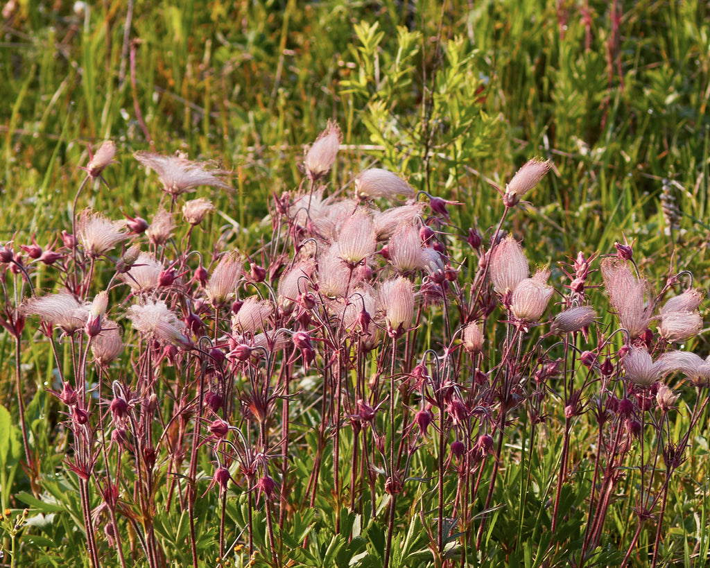 Prairie smoke | Geum triflorium