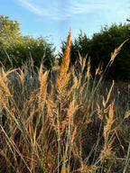 Indiangrass | Sorghastrum nutans