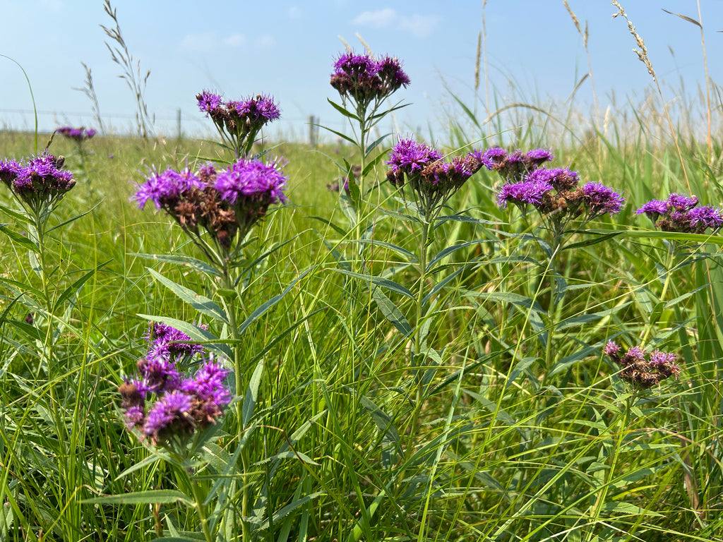 Common ironweed | Vernonia fasciculata