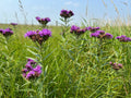 Common ironweed | Vernonia fasciculata