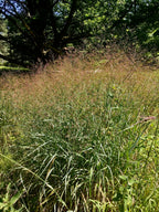 Switchgrass | Panicum virgatum