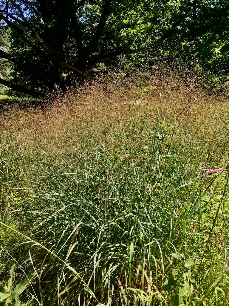 Switchgrass | Panicum virgatum