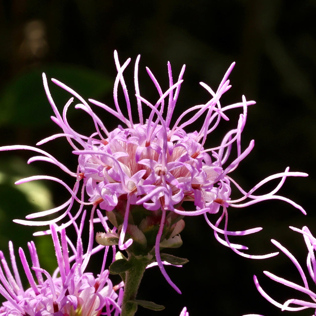 Rough blazing star | Liatris aspera