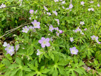 Wild geranium | Geranium maculatum