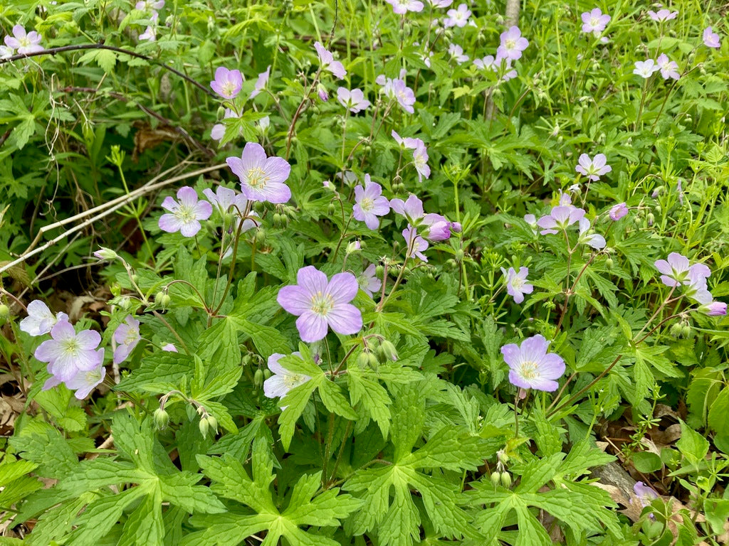 Wild geranium | Geranium maculatum