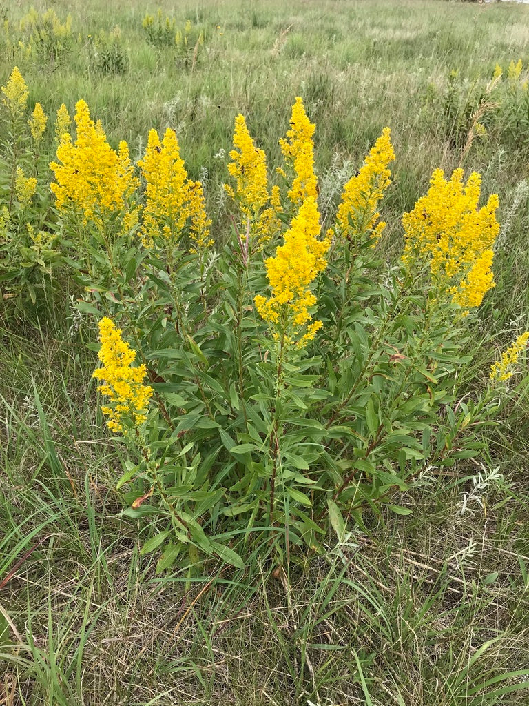 Showy goldenrod | Solidago speciosa