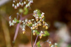 Early meadow-rue | Thalictrum dioicum