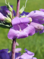 Large-flowered beardtongue | Penstemon grandiflorus