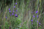 Hoary vervain | Verbena stricta
