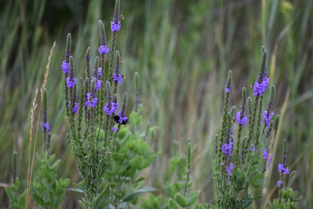 Hoary vervain | Verbena stricta
