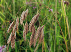 Prairie brome | Bromus kalmii