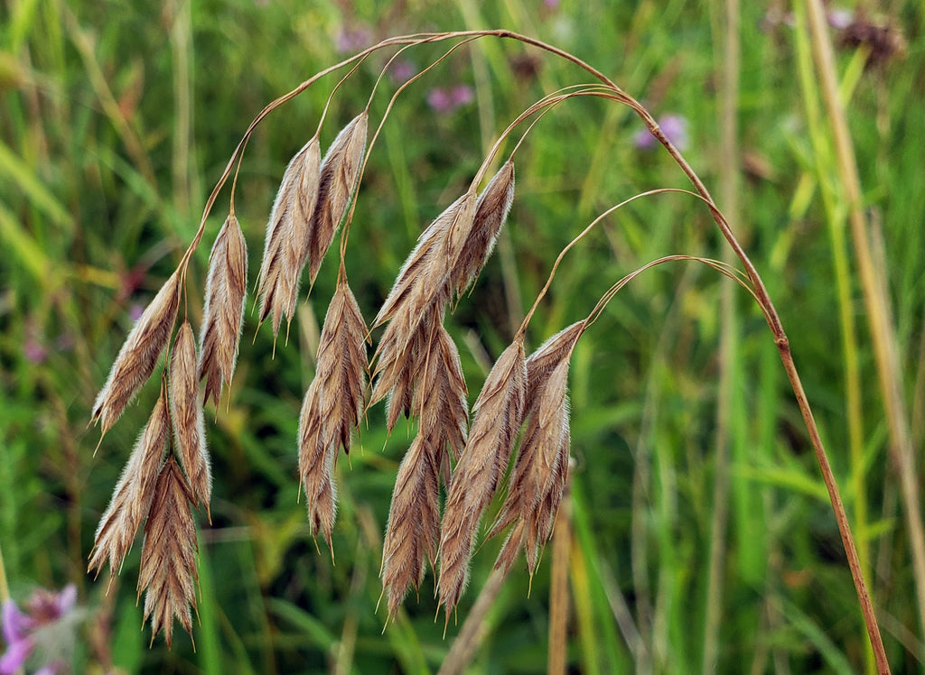 Prairie brome | Bromus kalmii