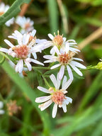 Calico aster | Symphyotrichum lateriflorum