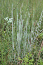 Little bluestem