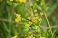 Golden Alexander | Zizia aurea