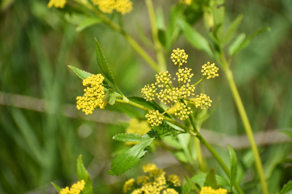 Golden Alexander | Zizia aurea