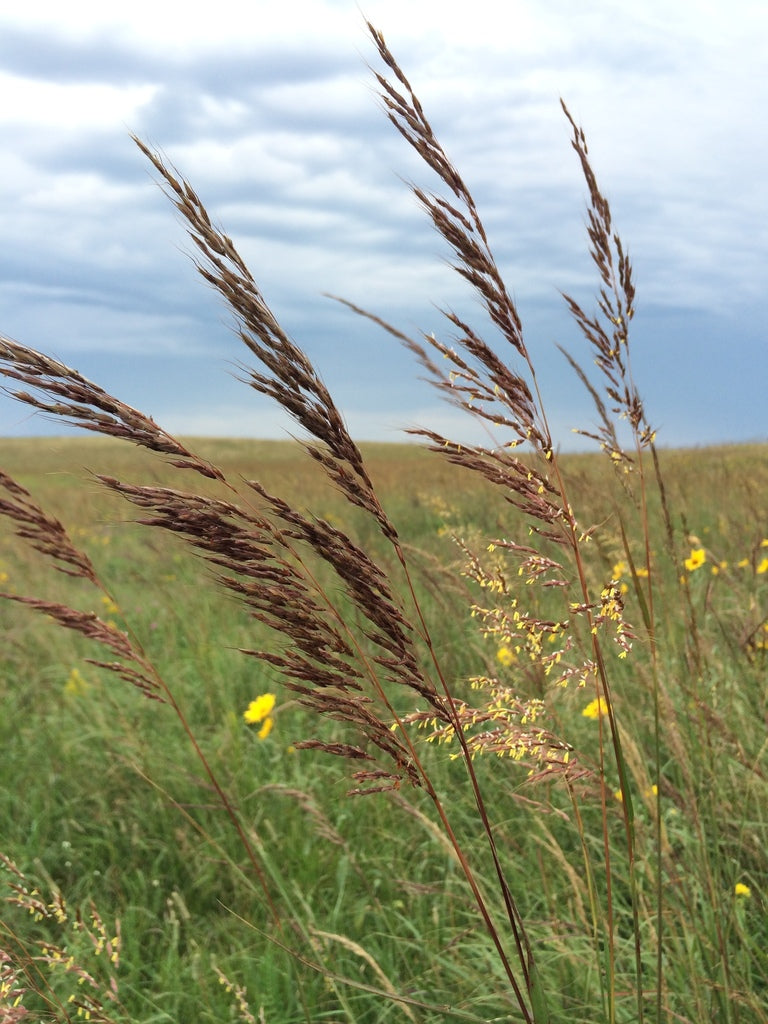 Indiangrass | Sorghastrum nutans