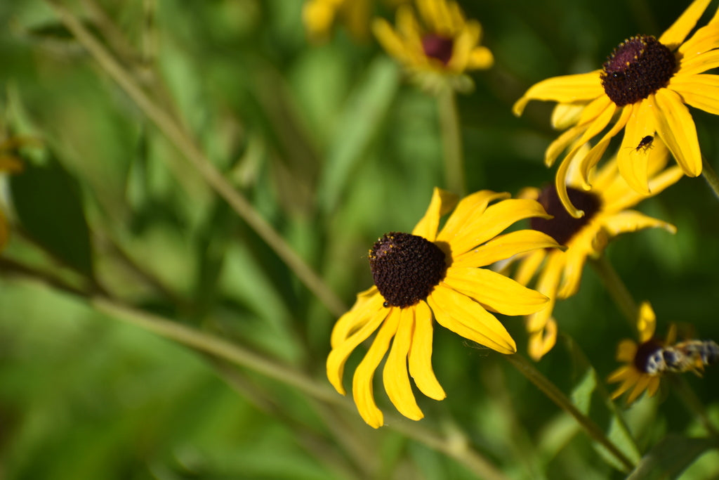 Sweet Black-eyed Susan | Rudbeckia submentosa