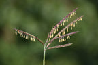 Big bluestem | Andropogon gerardii