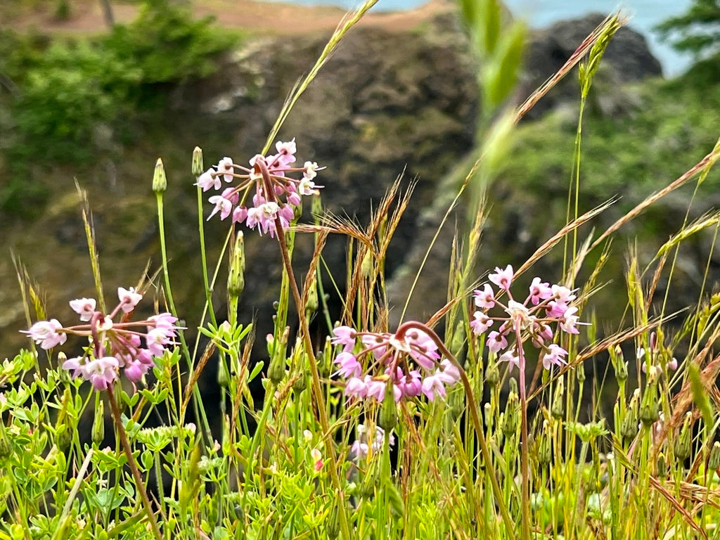Nodding onion | Allium cernuum