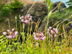Nodding onion | Allium cernuum