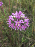 Prairie onion | Allium stellatum
