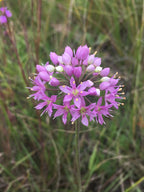 Prairie onion | Allium stellatum